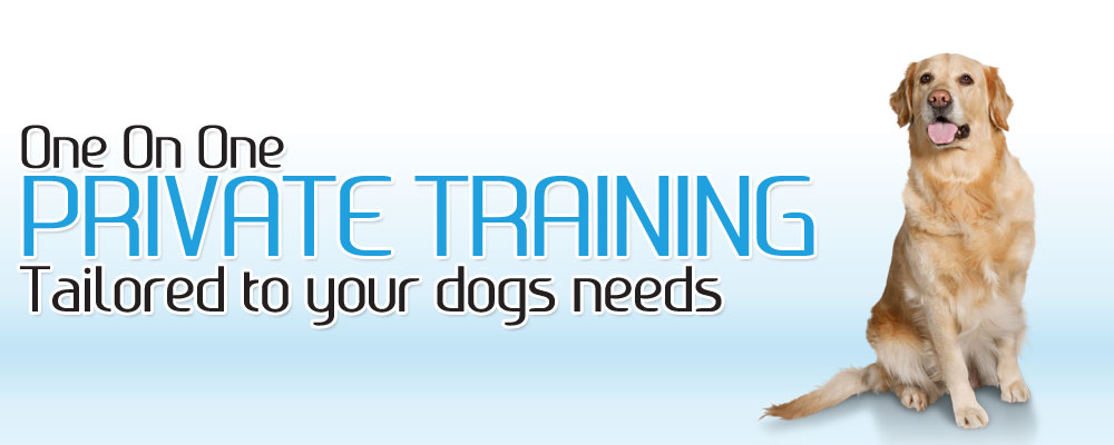 One On One Townsville Private Dog Training Tailored to your dogs needs 