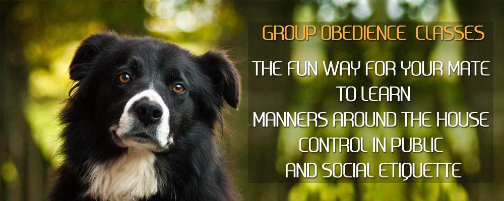 Townsville Group Obedience Classes The fun way for your mate to learn manners around the house control in public and social etiquette